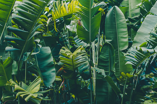 Selva tropical sale de fondo photo