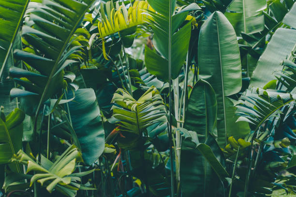 sfondo foglie di foresta pluviale - tropical rainforest forest green abstract foto e immagini stock
