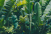 Rainforest leaves background