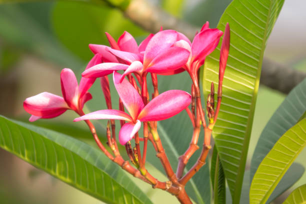 pink frangipani or plumeria flower  is blooming flowers on blurry background. - frangipannis imagens e fotografias de stock