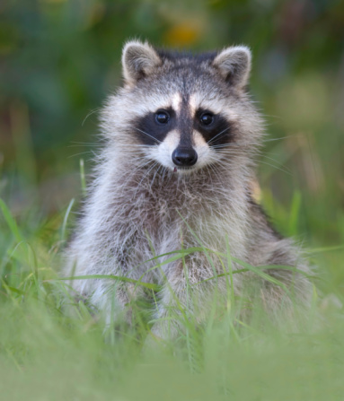 A Baby Raccon with an alert look in the morning grass.