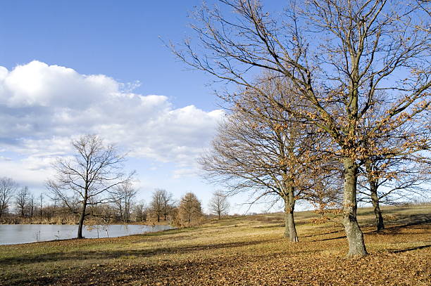 Wintry landscape with frozen pond stock photo