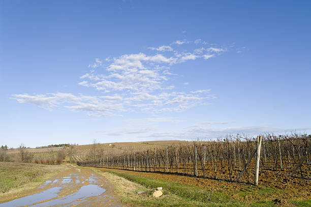 vineyard in winter stock photo