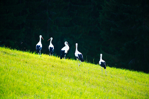 On the Carpathian pastures on the lush grass against the backdrop of wild forests walking, looking for food and a married couple free beautiful birds - storks, symbols of love peace fidelity