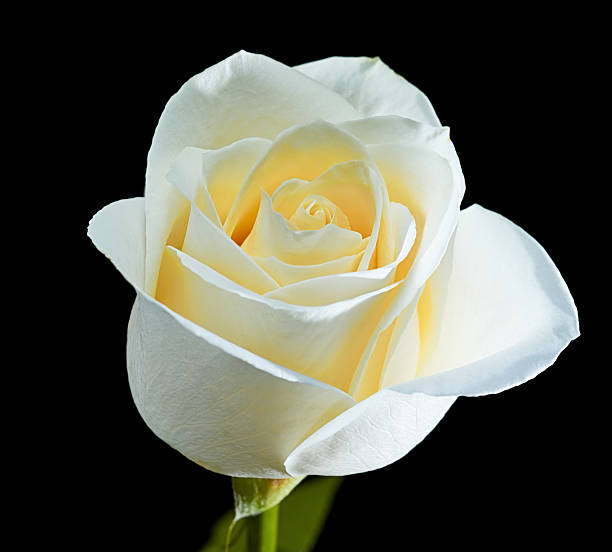 istock White Rose in full bloom against black background 95702818