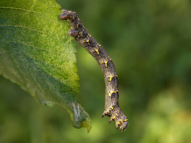 istock caterpillar to the list 957030712