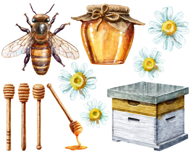 Bee, honey, hive, beekeeping watercolor illustration, isolated on white Illustration, what made by watercolour on paper, then it was digitalized. bee water stock illustrations