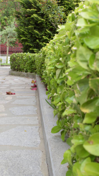 istock Background of bushes and grass on a garden 957034152