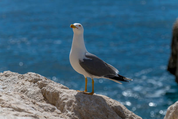 European herring gull Larus argentatus in Spain coast