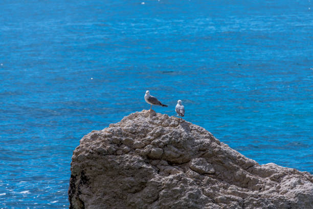 European herring gull Larus argentatus in Spain coast