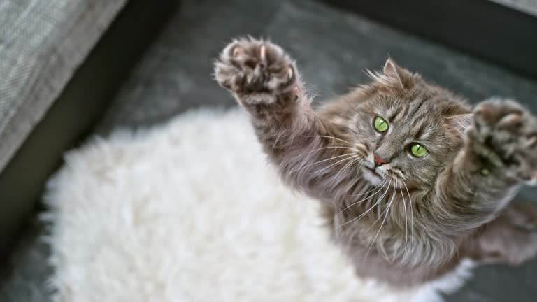 SLO MO Long-haired domestic cat extending its paws to catch the toy in the air