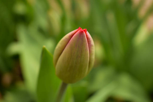 giovane bocciolo di tulipano che cresce nel giardino primaverile. - bud flower tulip flowers foto e immagini stock