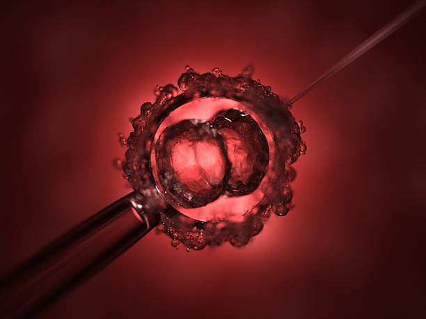 Close up of cells being fertilized A dividing cell under a microscope. Large use of depth of field brings realism and close focus to the dividing cell which is held in place by a sucker pipe and is being injected with a needle on the other side. research ethics stock pictures, royalty-free photos & images