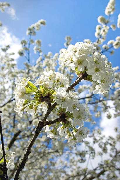 Cherry tree blossom stock photo