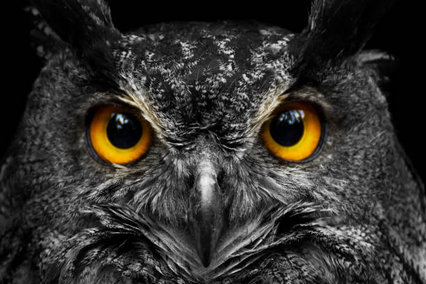 buho de retrato blanco y negro con ojos amarillos grandes - owl fotografías e imágenes de stock