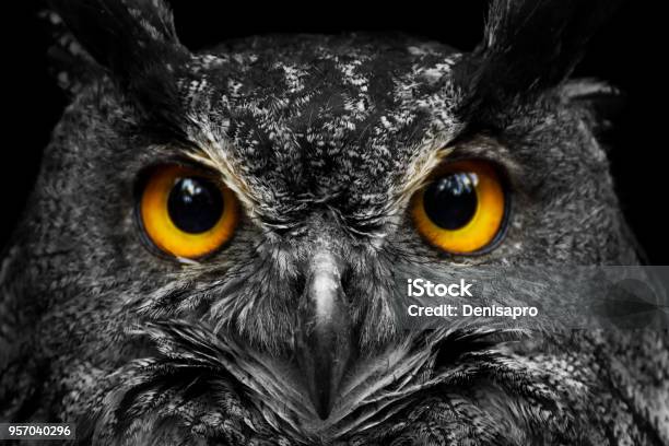 Black And White Portrait Owl With Big Yellow Eyes Stock Photo - Download Image Now - Owl, Eye, Close-up