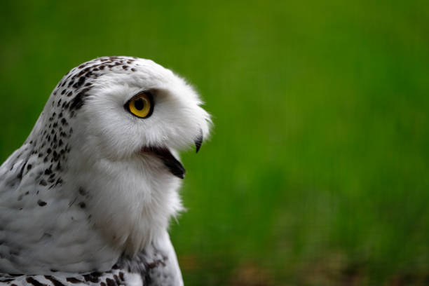 istock Female snowy owl 957042210