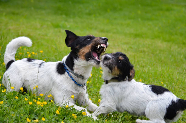 Adult male dog educates puppies - Two Jack Russell Terriers Adult male dog educates puppies - Two Jack Russell Terriers dog aggression education friendship stock pictures, royalty-free photos & images