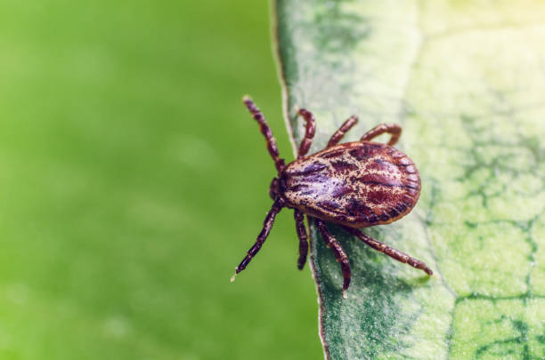 istock A dangerous parasite and infection carrier mite sitting on a green leaf 957042928