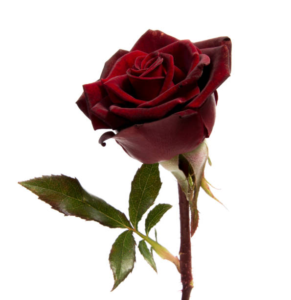 istock pink and yellow  rose isolated on white background 957043174