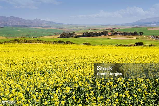 Farm2 Stockfoto und mehr Bilder von Afrika - Afrika, Agrarbetrieb, Biologie