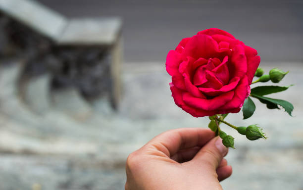 istock Rose on a street in Italy 957045258