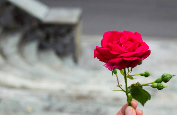 istock Rose on a street in Italy 957045424
