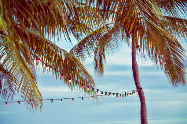 istock Palm tree and party lights at tropical beach 957045466