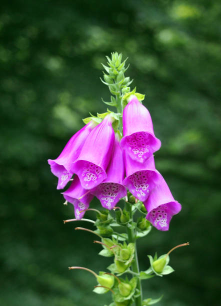 istock pink purple foxglove in the wild 957046054