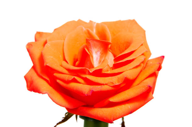 istock pink and yellow  rose isolated on white background 957046606
