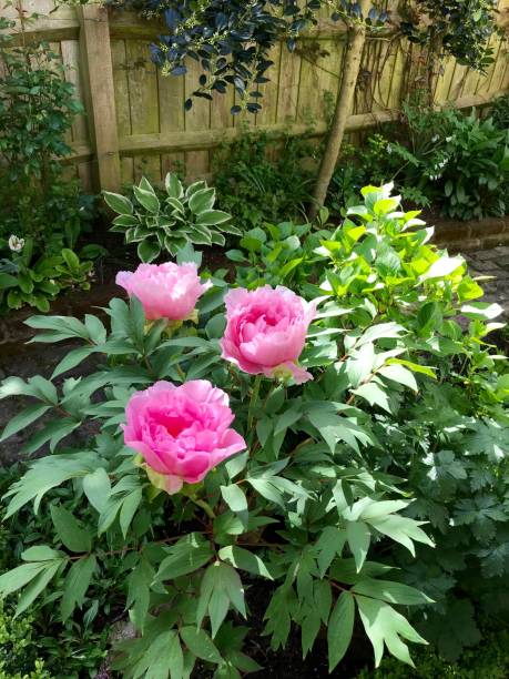 istock An English cottage garden 957048954