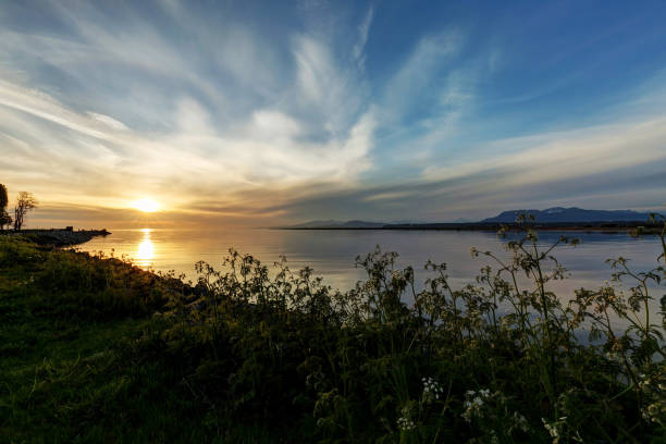 istock wild flowers at sunset, estuary where river meets sea 957049368