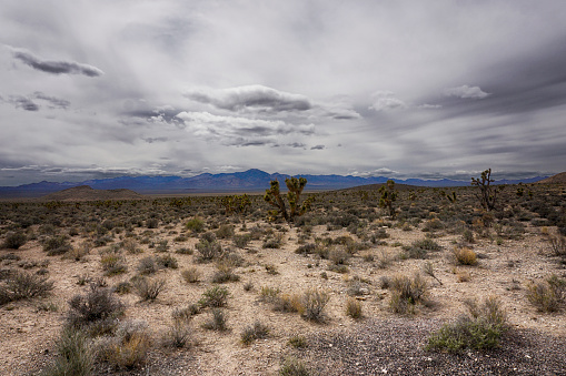 Joshua trees along the Extraterrestrial Highway in Nevada near Area 51