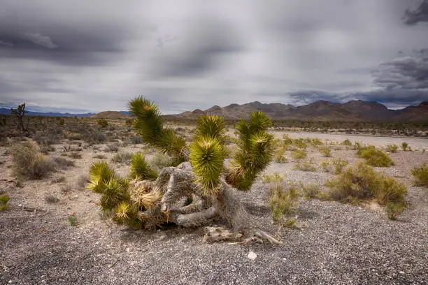 Joshua trees along the Extraterrestrial Highway in Nevada near Area 51