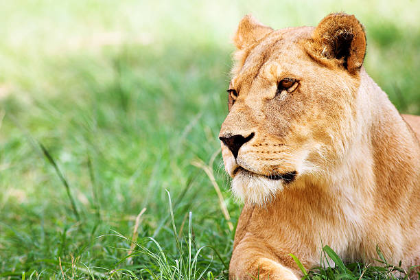 istock Young Lioness lying down in the grass 95704990