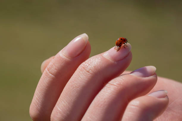 istock Nice ladybug sitting on woman finger 957050130
