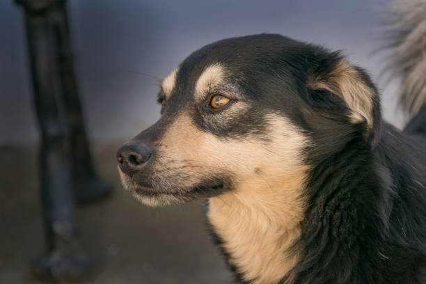istock Nice mongrel dog walking outdoors 957050382