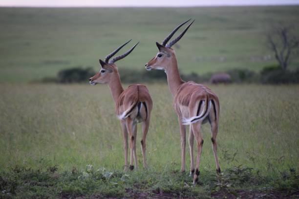 istock Impalas in Masai Mara Kenya 957050828