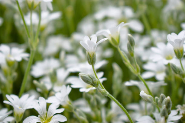 istock Pretty White Flowers Blooming in a Garden 957053012