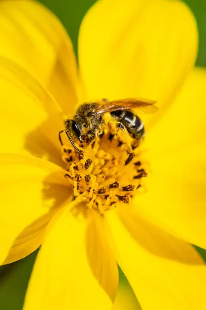 Close-up on a busy bee collecting pollen on a yellow flower