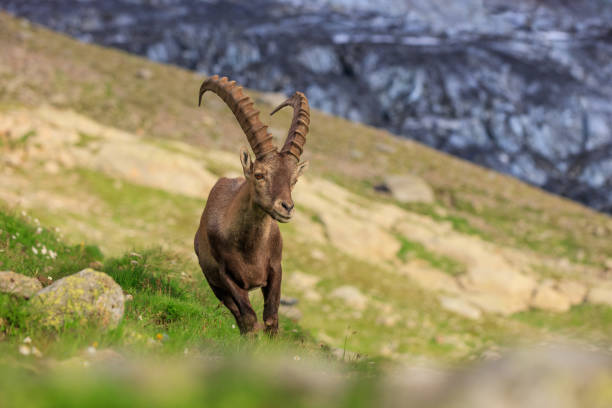 istock Ibex, Range of Mont Blanc, France 957053542