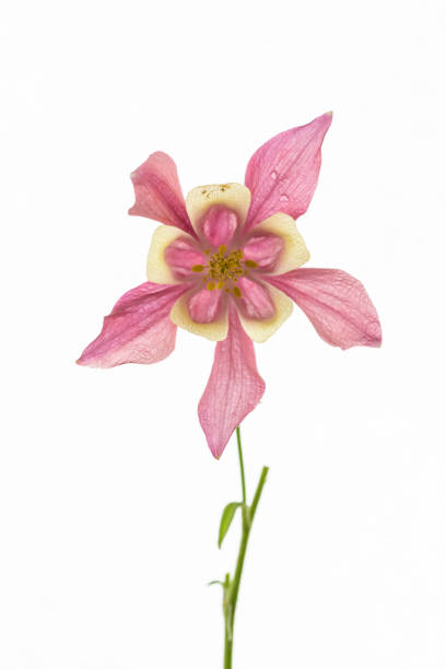 istock pink aquilegia isolated flower 957053802