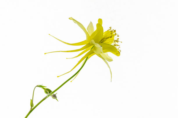 istock yellow aquilegia isolated flower 957054048