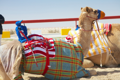 Dubai: Practicing for camel racing at Dubai Camel Racing Club, Al Marmoom, UAE