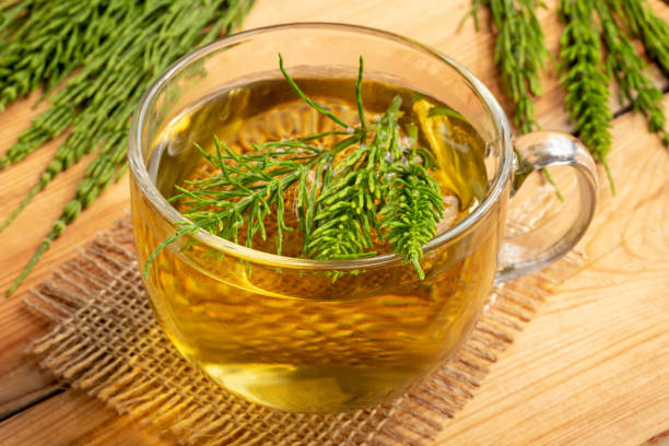A cup of horsetail tea with fresh Equisetum arvense plant A cup of horsetail tea with fresh Equisetum arvense plant on a table reed grass family photos stock pictures, royalty-free photos & images