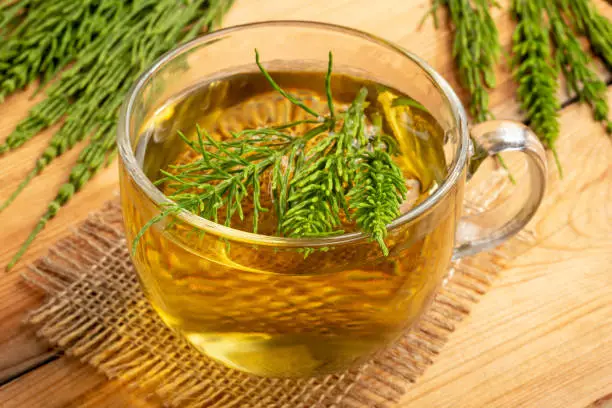 A cup of horsetail tea with fresh Equisetum arvense plant on a table