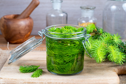 A jar filled with young spruce tips and alcohol, to prepare homemade tincture for muscle pain