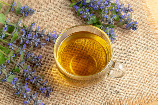 Buggo Tea 1,300+ Bugleweed Stock Photos, Pictures & Royalty-Free Images - iStock