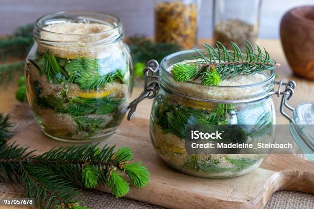 Two Jars Filled With Young Spruce Tips Lemon And Cane Sugar To Prepare Homemade Syrup Stock Photo - Download Image Now