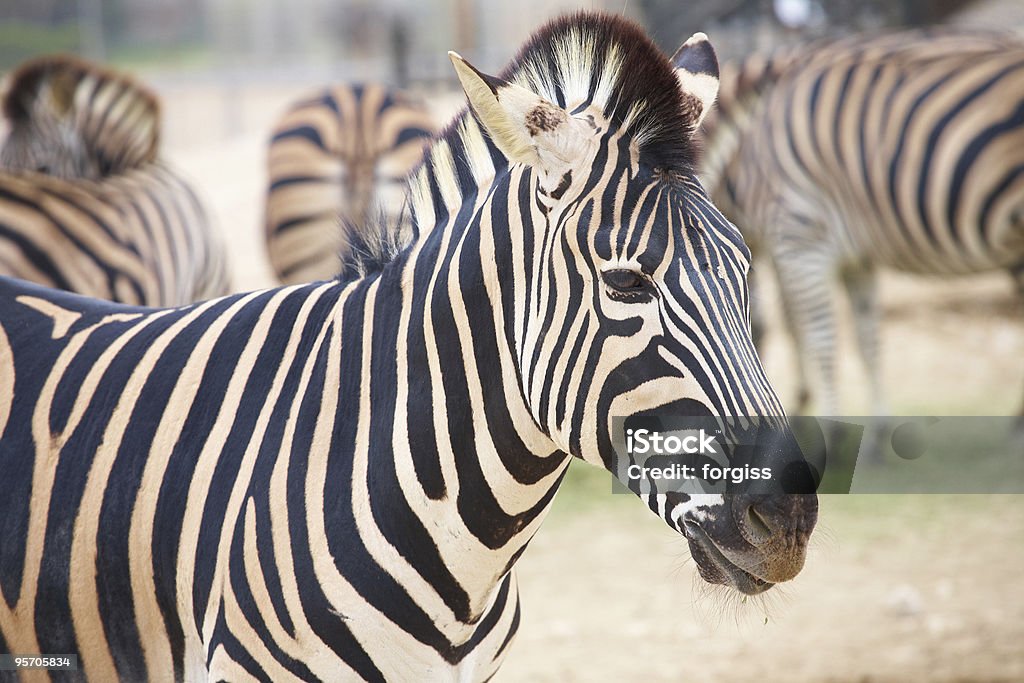 Zebra and herd  Africa Stock Photo